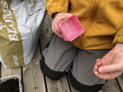Såfrø paprikafrø
